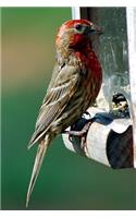 Red-Headed Finch at the Bird Feeder Journal
