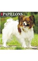 Just Papillons 2018 Calendar