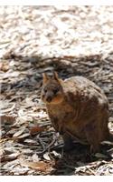 Cute Little Quokka Sitting in the Shade Journal: Take Notes, Write Down Memories in this 150 Page Lined Journal