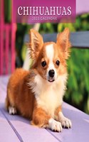 CHIHUAHUAS 2023 SQUARE WALL CALENDAR
