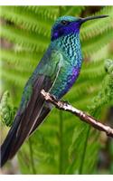 Simply Lovely Blue and Green Hummingbird Nature Journal: 150 Page Lined Notebook/Diary