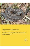 Reptilien und Amphibien Deutschlands in Wort und Bild