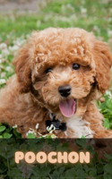 Poochon