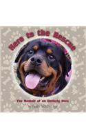 Hero to the Rescue-The Memoir of an Unlikely Hero