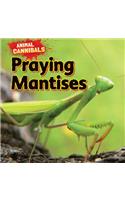 Praying Mantises