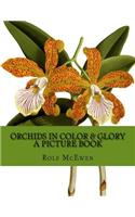 Orchids in Color & Glory - A Picture Book