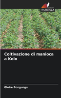 Coltivazione di manioca a Kolo