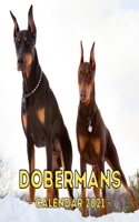 Dobermans: 2021 Doberman Wall Calendar, Cute Gift Idea For Doberman Lovers Or Owners Men And Women