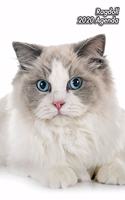 Ragdoll 2020 Agenda: Chaton ou Chat - 139 Pages - 12 Mois - Format A5 - Agenda - Journalier - Planificateur - Semainier Simple - Calendrier - Organizer