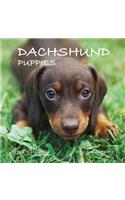 Dachshund Puppies Calendar 2020: 16 Month Calendar