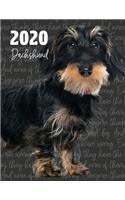 2020 Dachshund