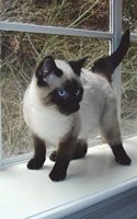 Seal Point Siamese Kitten on a Window Ledge Cat Journal: 150 page lined notebook/diary