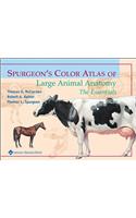 Spurgeon's Color Atlas of Large Animal Anatomy