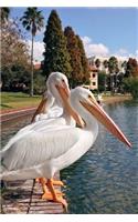 Two White Pelicans at a Lake in Florida Bird Journal