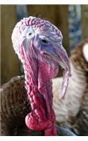 Magnificent Turkey Waddle Journal: Take Notes, Write Down Memories in this 150 Page Lined Journal