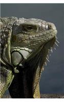 Iguana Notebook