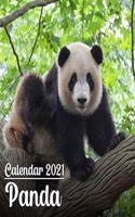 Calendar 2021 Panda