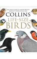 Collins Life-Size Birds