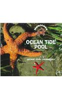 Ocean Tidepool