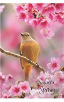 Sakura Spring