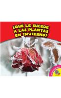 Que Le Sucede a Las Plantas En Invierno?