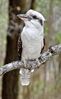 Laughing Kookaburra Journal