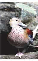 Ringed Teal Duck Journal