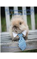The Adventures of Fluffy The Lionhead Rabbit