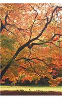 2019 Weekly Planner Beautiful Fall Tree Autumn Season 134 Pages: (Notebook, Diary, Blank Book)(2019 Planners Calendars Organizers Datebooks Appointment Books Agendas)