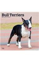 Bull Terriers 2020 Square