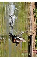 Tufted Duck Taking Flight From a Pond Journal: Take Notes, Write Down Memories in this 150 Page Lined Journal