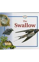 The Swallow: (Life Cycles)