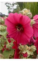 My Hollyhock Notebook