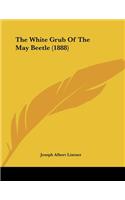 The White Grub Of The May Beetle (1888)