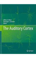 Auditory Cortex