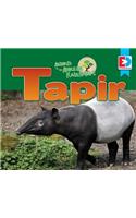 Animals of the Amazon Rainforest: Tapir