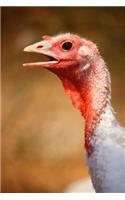 Farm Journal White Turkey Female Face Close Up: (Notebook, Diary, Blank Book)(Farm Photo Journals Notebooks Diaries)