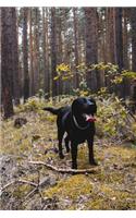 Happy Black Lab in the Forest: 150 Page Lined 6 X 9 Notebook/Diary/Journal