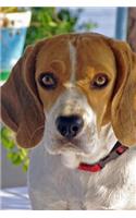 Beagle Stare Down Journal