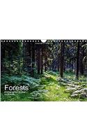 Forests Photographed on Four Continents 2017