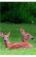 Two Sweet Fawns in the Meadow Baby Animals Journal: 150 Page Lined Notebook/Diary