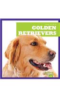 Golden Retrievers