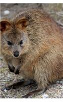 Cute Little Quokka Standing Around: Take Notes, Write Down Memories in this 150 Page Lined Journal