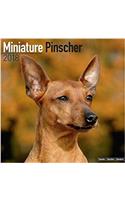 Miniature Pinscher Calendar 2018