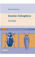 Insecta: Coleoptera: Scirtidae