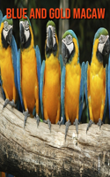 Blue and Gold Macaw: Incredible Pictures and Fun Facts about Blue and Gold Macaw