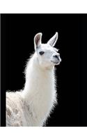 Beautiful Majestic Llama Notebook
