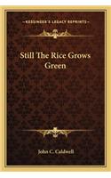 Still the Rice Grows Green
