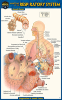 Anatomy of the Respiratory System (Pocket-Sized Edition - 4x6 Inches)