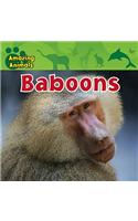 Baboons